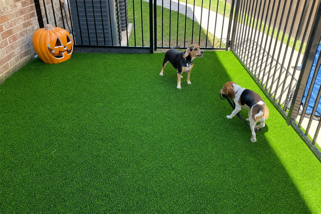 Pet-friendly turf in San Dimas, CA